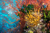 Yellow crinoid, green fan coral and red gorgonian on colorful and pristine coral reef, Fiji. Wakaya Island, Lomaiviti Archipelago. Image #31396