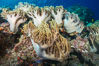 Sinularia flexibilis finger leather soft coral, Fiji. Namena Marine Reserve, Namena Island. Image #31403