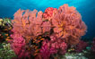 Plexauridae sea fan gorgonian and dendronephthya soft coral on coral reef.  Both the sea fan gorgonian and the dendronephthya  are type of alcyonacea soft corals that filter plankton from passing ocean currents. Fiji. Image #31439