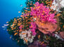 Beautiful South Pacific coral reef, with gorgonian sea fans, schooling anthias fish and colorful dendronephthya soft corals, Fiji. Image #31441