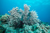 Sea fan captures passing planktonic food in ocean currents, Fiji. Gau Island, Lomaiviti Archipelago. Image #31527