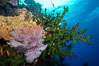 Green fan coral, anthias fishes and sea fan gorgonians on pristine reef,  Fiji. Image #31604