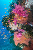 Beautiful South Pacific coral reef, with gorgonian sea fans, schooling anthias fish and colorful dendronephthya soft corals, Fiji. Image #31623