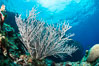 Sea fan captures passing planktonic food in ocean currents, Fiji. Vatu I Ra Passage, Bligh Waters, Viti Levu  Island. Image #31642