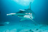 Great hammerhead shark. Bimini, Bahamas. Image #31971