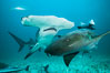 Great hammerhead shark and nurse shark. Bimini, Bahamas. Image #31973