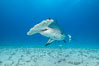 Great hammerhead shark. Bimini, Bahamas. Image #31974