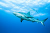 Caribbean reef shark with fishing hook. Bahamas. Image #31982