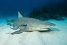 Lemon shark. Bahamas. Image #32017