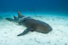 Nurse shark. Bahamas. Image #32032