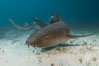 Nurse shark. Bahamas. Image #32034