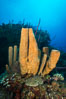 Sponges on Caribbean coral reef, Grand Cayman Island. Cayman Islands. Image #32100