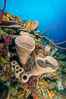 Sponges on Caribbean coral reef, Grand Cayman Island. Cayman Islands. Image #32105