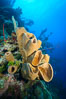 Sponges on Caribbean coral reef, Grand Cayman Island. Cayman Islands. Image #32107