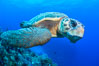 Loggerhead turtle, Caretta caretta, Grand Cayman Island. Cayman Islands. Image #32137