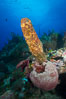 Sponges on Caribbean coral reef, Grand Cayman Island. Cayman Islands. Image #32173