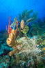 Beautiful Caribbean coral reef, sponges and hard corals, Grand Cayman Island. Cayman Islands. Image #32178