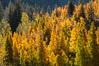 Aspens show fall colors in Mineral King Valley, part of Sequoia National Park in the southern Sierra Nevada, California. USA. Image #32257
