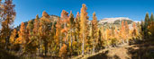 Aspens show fall colors in Mineral King Valley, part of Sequoia National Park in the southern Sierra Nevada, California. USA. Image #32266