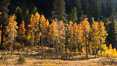 Aspens show fall colors in Mineral King Valley, part of Sequoia National Park in the southern Sierra Nevada, California. USA. Image #32272