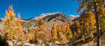 Aspens show fall colors in Mineral King Valley, part of Sequoia National Park in the southern Sierra Nevada, California. USA. Image #32293