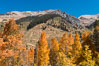 Aspens show fall colors in Mineral King Valley, part of Sequoia National Park in the southern Sierra Nevada, California. USA. Image #32294
