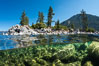 Split view of Trees and Underwater Boulders, Lake Tahoe, Nevada. USA. Image #32352