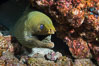 Panamic Green Moray Eel. Punta Alta, Baja California, Mexico. Image #32571