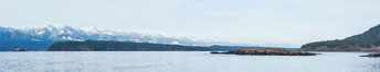 Steller Sea Lions and Bald Eagles atop Norris Rocks, Hornby Island and Vancouver Island, panoramic photo. British Columbia, Canada. Image #32659
