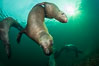 Steller sea lions underwater, Norris Rocks, Hornby Island, British Columbia, Canada. Image #32662