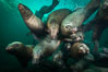 Steller sea lions underwater, Norris Rocks, Hornby Island, British Columbia, Canada. Image #32663