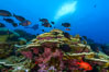 Plates of Porites arnaudi coral, Clipperton Island. France. Image #32973