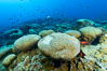Coral reef expanse composed primarily of porites lobata, Clipperton Island, near eastern Pacific. France. Image #32998
