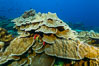 Plates of Porites arnaudi coral, Clipperton Island. France. Image #32999