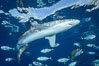 Silky Shark at San Benedicto Islands, Revillagigedos, Mexico. Socorro Island (Islas Revillagigedos), Baja California. Image #33310