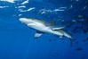 Silky Shark at San Benedicto Islands, Revillagigedos, Mexico. Socorro Island (Islas Revillagigedos), Baja California. Image #33311