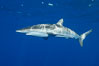 Silky Shark at San Benedicto Islands, Revillagigedos, Mexico. Socorro Island (Islas Revillagigedos), Baja California. Image #33314