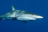 Silky Shark at San Benedicto Islands, Revillagigedos, Mexico. Socorro Island (Islas Revillagigedos), Baja California. Image #33316
