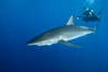 Silky Shark at San Benedicto Islands, Revillagigedos, Mexico. Socorro Island (Islas Revillagigedos), Baja California. Image #33317