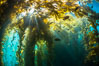 Sunlight streams through giant kelp forest. Giant kelp, the fastest growing plant on Earth, reaches from the rocky reef to the ocean's surface like a submarine forest. Catalina Island, California, USA. Image #33433