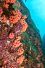 Orange cup coral, retracted during daylight, Sea of Cortez. Isla Las Animas, Baja California, Mexico. Image #33671
