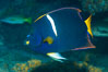 King Angelfish, Sea of Cortez, Punta Alta, Baja California, Mexico. Image #33725