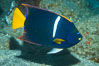 King Angelfish, Sea of Cortez, Punta Alta, Baja California, Mexico. Image #33726