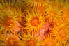 Orange Cup Coral, Tubastrea coccinea, Sea of Cortez, Mexico. Isla Espiritu Santo, Baja California. Image #33803
