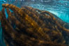 Feather boa kelp covers a rocky reef. Catalina Island, California, USA. Image #34171