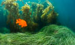 Garibaldi in eel grass, Catalina. Catalina Island, California, USA. Image #34172