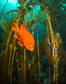 Garibaldi in kelp forest. Catalina Island, California, USA. Image #34174
