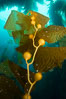 Kelp fronds and pneumatocysts. Pneumatocysts, gas-filled bladders, float the kelp plant off the ocean bottom toward the surface and sunlight, where the leaf-like blades and stipes of the kelp plant grow fastest. Giant kelp can grow up to 2' in a single day given optimal conditions. Epic submarine forests of kelp grow throughout California's Southern Channel Islands. Catalina Island, USA. Image #34190