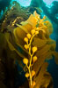 Kelp fronds and pneumatocysts. Pneumatocysts, gas-filled bladders, float the kelp plant off the ocean bottom toward the surface and sunlight, where the leaf-like blades and stipes of the kelp plant grow fastest. Giant kelp can grow up to 2' in a single day given optimal conditions. Epic submarine forests of kelp grow throughout California's Southern Channel Islands. Catalina Island, USA. Image #34193