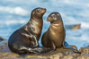 Young California sea lions resting on a reef in La Jolla. USA. Image #34273